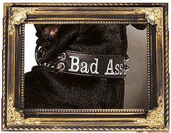 For Big Dogs Only