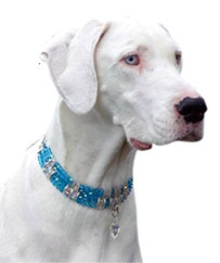 Crystal Chokers CLASP