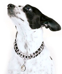 Crystal Chokers CLASP
