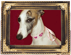Ribbon Chokers