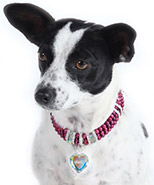Crystal Chokers CLASP